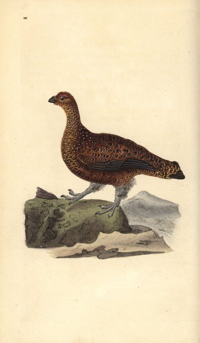 Moorschneehuhn (Weibchen), Lagopus scotica. Handkolorierter Kupferstich von Edward Donovan aus seiner eigenen „Natural History of British Birds“, London von Edward Donovan