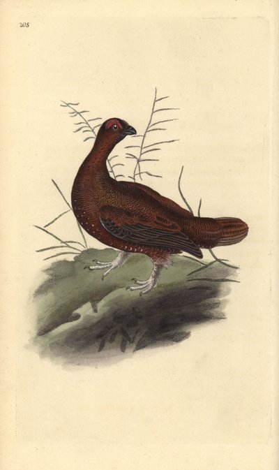 Moorschneehuhn, Lagopus lagopus scotica. Handkolorierte Kupferstich von Edward Donovan aus seiner Natural History of British Birds, London von Edward Donovan