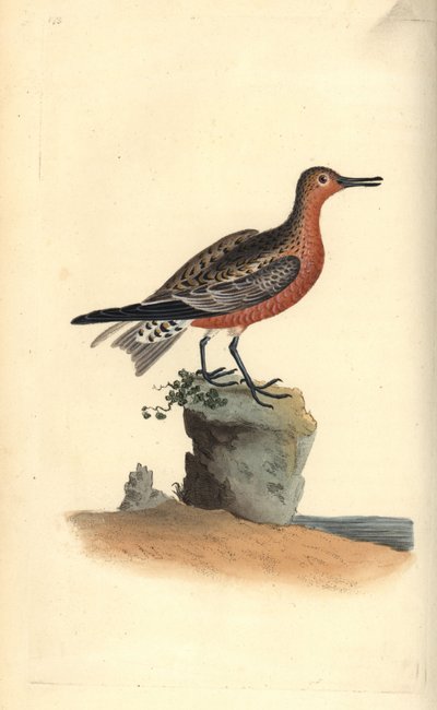 Knutt, Calidris canutus. Handkolorierte Kupferstich von Edward Donovan aus seiner Natural History of British Birds, London von Edward Donovan