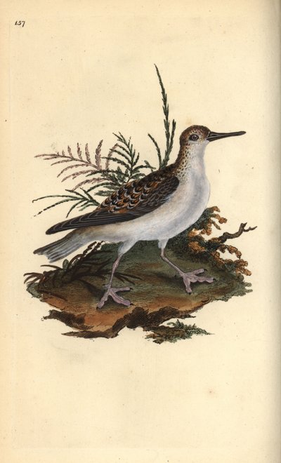 Thorshühnchen, Phalaropus fulicarius. Handkolorierter Kupferstich gezeichnet und gestochen von Edward Donovan aus seinem eigenen „Natural History of British Birds“, London von Edward Donovan