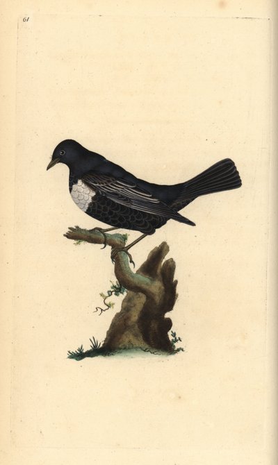 Ringdrossel, Turdus torquatus. Handkolorierte Kupferplatte gezeichnet und graviert von Edward Donovan aus seiner Natural History of British Birds, London von Edward Donovan