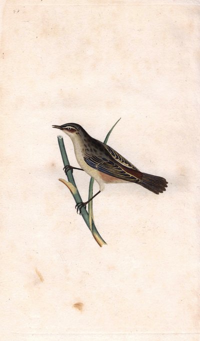 Rohrschwirl, Acrocephalus schoenobaenus. Kupferstich von Edward Donovan, veröffentlicht in „Histoire naturelle des oiseaux britanniques“ von Edward Donovan