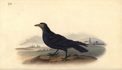 Saatkrähe, Corvus frugilegus. Handkolorierte Kupferstichzeichnung und -gravur von Edward Donovan aus seinem eigenen „Natural History of British Birds“, London von Edward Donovan