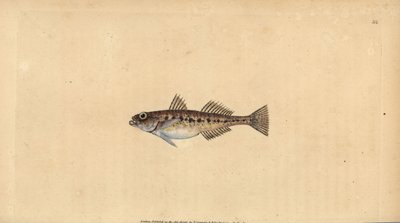 Sandgrundel, Pomatoschistus minutus (Gefleckte Grundel, Gobius minutus). Handkolorierte Kupferplatte gezeichnet und graviert von Edward Donovan aus seiner Naturgeschichte der britischen Fische, Donovan und F.C. und J. Rivington, London von Edward Donovan