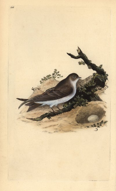 Uferschwalbe, Riparia riparia, mit Nest und Ei. Handkolorierter Kupferstich gezeichnet und gestochen von Edward Donovan aus seinem eigenen „Natural History of British Birds“ (1794-1819) von Edward Donovan