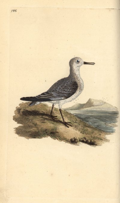 Sanderling, Calidris alba. Handkolorierte Kupferstich von Edward Donovan aus seiner Natural History of British Birds, London von Edward Donovan