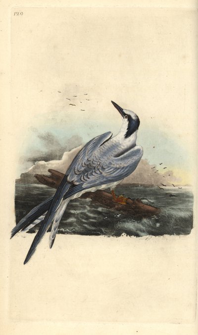 Brandseeschwalbe, Thalasseus sandvicensis. Handkolorierte Kupferstichzeichnung und -gravur von Edward Donovan aus seinem eigenen „Natural History of British Birds“, London von Edward Donovan