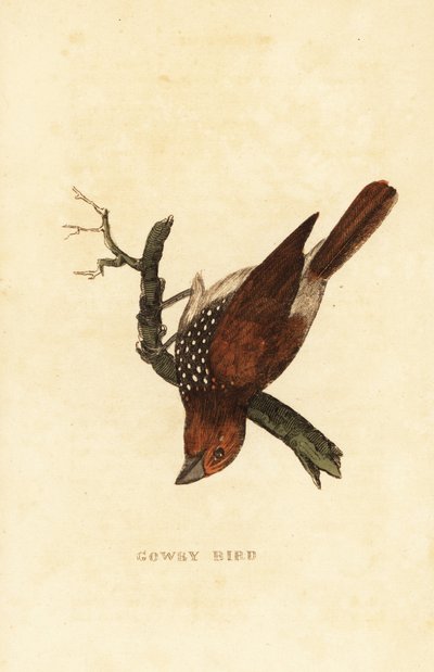 Schuppenbrustnonne oder Fleckennonne, Lonchura punctulata von Edward Donovan