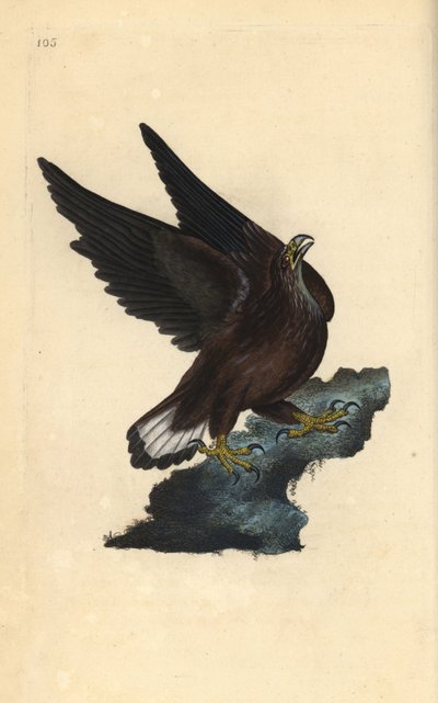 Seeadler, Haliaeetus albicilla. Handkolorierte Kupferplatte von Edward Donovan aus seinem eigenen „Natural History of British Birds“ von Edward Donovan