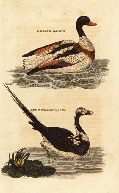 Brandgans, Tadorna tadorna, und Eisente, Clangula hyemalis von Edward Donovan