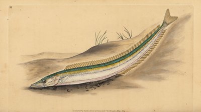 Kleiner Sandaal, Sandlanze oder Sandaal, Ammodytes tobianus. Handkolorierte Kupferplatte gezeichnet und graviert von Edward Donovan aus seiner Natural History of British Fishes, Donovan und F.C. und J. Rivington, London von Edward Donovan