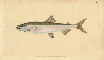 Stint, Osmerus eperlanus (Salmo eperlanus) von Edward Donovan