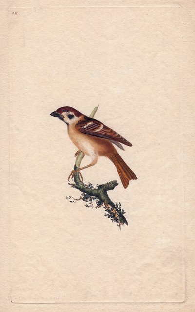 Spatz. Pass montanus. Kupferstich von Edward Donovan, veröffentlicht in Histoire naturelle des oiseaux britanniques, London von Edward Donovan