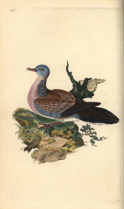 Fleckentaube, Spilopelia chinensis. Handkolorierte Kupferstich von Edward Donovan aus seiner Natural History of British Birds, London von Edward Donovan
