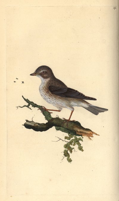 Grauschnäpper, Muscicapa striata. Handkolorierter Kupferstich von Edward Donovan aus seiner eigenen „Natural History of British Birds“, London von Edward Donovan