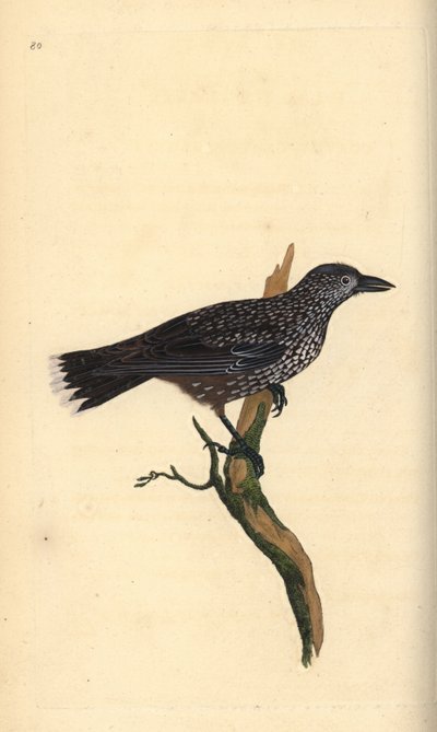 Tannenhäher, Nucifraga caryocatactes. Handkolorierte Kupferstich von Edward Donovan aus seiner Natural History of British Birds, London von Edward Donovan