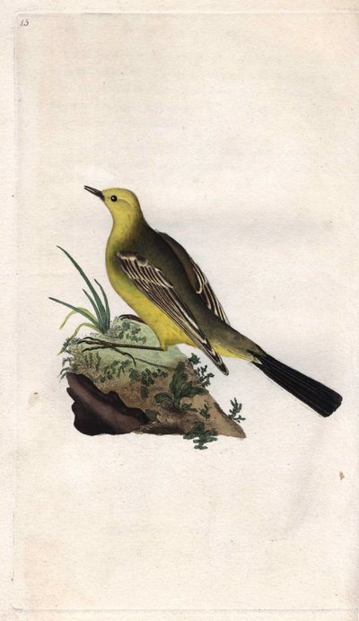 Schafstelze (Motacilla flava). Kupferstich von Edward Donovan, veröffentlicht in Histoire naturelle des oiseaux britanniques, London von Edward Donovan
