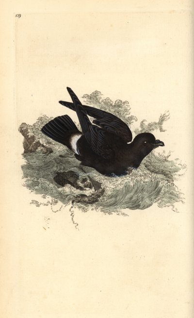 Sturmschwalbe (Hydrobates pelagicus). Handkolorierter Kupferstich von Edward Donovan aus seinem Werk „Natural History of British Birds“, London von Edward Donovan