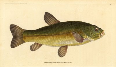 Schleie, Tinca tinca (Cyprinus tinca). Handkolorierte Kupferstichzeichnung und Gravur von Edward Donovan aus seiner Natural History of British Fishes, Donovan und F.C. und J. Rivington, London von Edward Donovan
