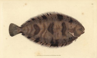Dickrücken-Sohle, Microchirus variegatus (Bunte Sohle, Pleuronectes variegatus). Handkolorierter Kupferstich von Edward Donovan aus seiner „Natural History of British Fishes“, Donovan und F.C. und J. Rivington, London von Edward Donovan