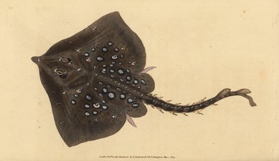Nagelrochen, Raja clavata. Nahezu bedroht. Handkolorierte Kupferplatte gezeichnet und graviert von Edward Donovan aus seiner Naturgeschichte der britischen Fische, Donovan und F.C. und J. Rivington, London von Edward Donovan