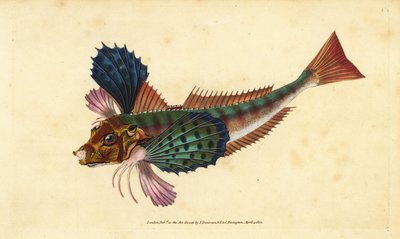 Knurrhahn, Chelidonichthys lucerna. Handkolorierte Kupferplatte gezeichnet und graviert von Edward Donovan aus seiner Natural History of British Fishes, Donovan und F.C. und J. Rivington, London von Edward Donovan