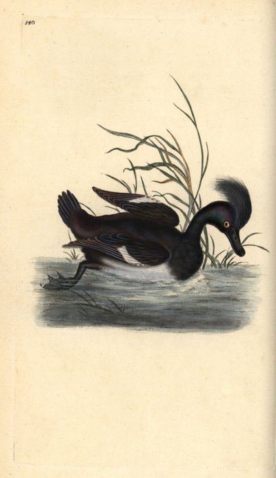 Reiherente, Aythya fuligula. Handkolorierter Kupferstich von Edward Donovan aus seiner eigenen „Natural History of British Birds“, London von Edward Donovan
