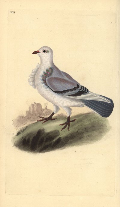 Turbit-Taube, Columba livia domestica var. turbita. Handkolorierter Kupferstich gezeichnet und gestochen von Edward Donovan aus seinem eigenen „Natural History of British Birds“, London von Edward Donovan