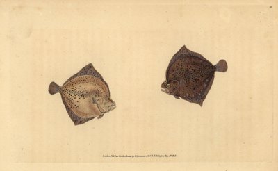 Steinbutt, Scophthalmus maximus. Handkolorierte Kupferstichzeichnung und -gravur von Edward Donovan aus seiner „Natural History of British Fishes“ von Edward Donovan
