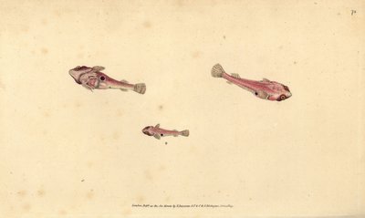 Zweifleckiger Klippenfisch, Diplecogaster bimaculata bimaculata (Zweifleckiger Sauger, Cyclopterus bimaculatus). Handkolorierter Kupferstich von Edward Donovan aus seiner „Natural History of British Fishes“, Donovan und F.C. und J. Rivington, London von Edward Donovan