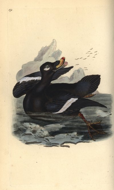 Samtente, Melanitta fusca. Handkolorierte Kupferstichzeichnung und -gravur von Edward Donovan aus seinem eigenen „Natural History of British Birds“, London von Edward Donovan