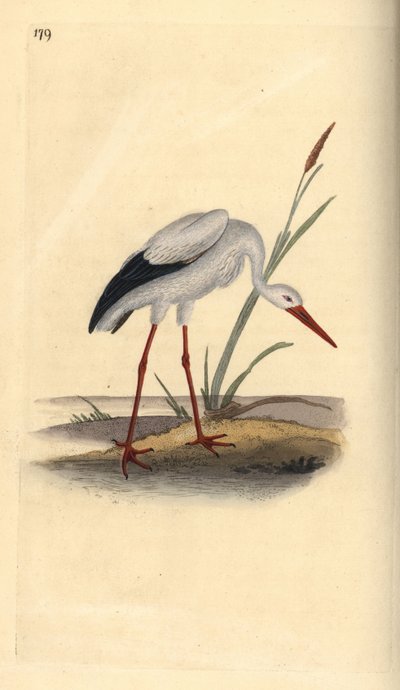 Weißstorch, Ciconia ciconia. Handkolorierte Kupferstichzeichnung und -gravur von Edward Donovan aus seinem eigenen „Natural History of British Birds“, London von Edward Donovan