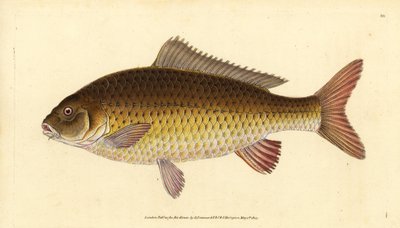 Wilder Karpfen, Cyprinus carpio. Gefährdet. Handkolorierte Kupferplatte gezeichnet und graviert von Edward Donovan aus seiner Naturgeschichte der britischen Fische, Donovan und F.C. und J. Rivington, London von Edward Donovan