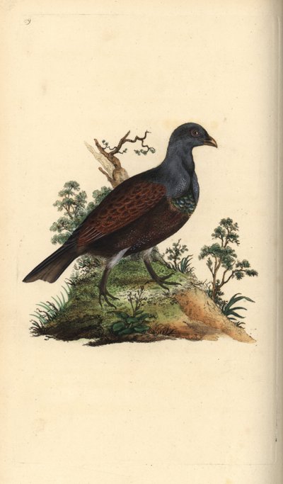 Auerhuhn, Tetrao urogallus. Handkolorierte Kupferstichzeichnung und -gravur von Edward Donovan aus seiner Natural History of British Birds, London von Edward Donovan