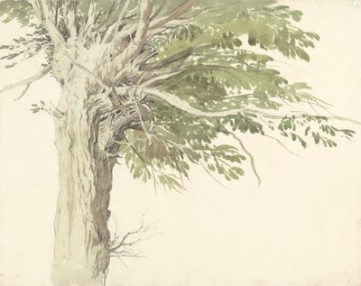 Studie eines beschnittenen Baums - eine Weide von Edward Duncan