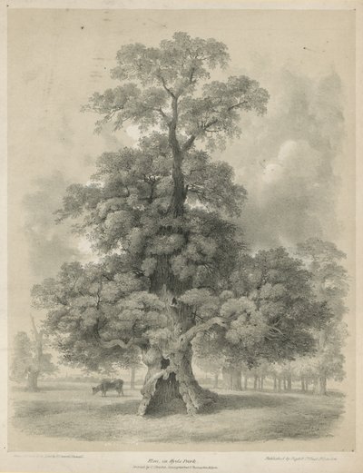 Ulme im Hyde Park, London von Edward Hassell