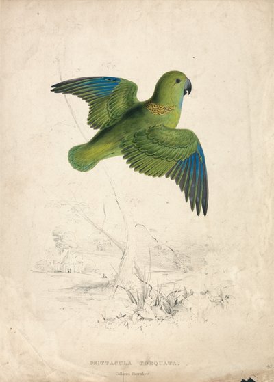 Halsbandsittich (Tafel 40) von Edward Lear