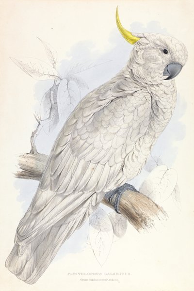 Plyctolophus Galeritus. Großer Gelbhaubenkakadu. von Edward Lear