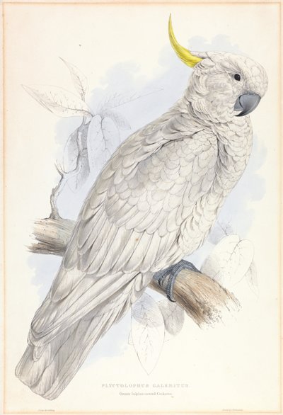 Plyctolophus Galeritus. Großer Gelbhaubenkakadu. von Edward Lear