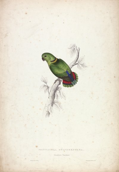 Psittacula Swinderniana. Swinderns Sittich von Edward Lear