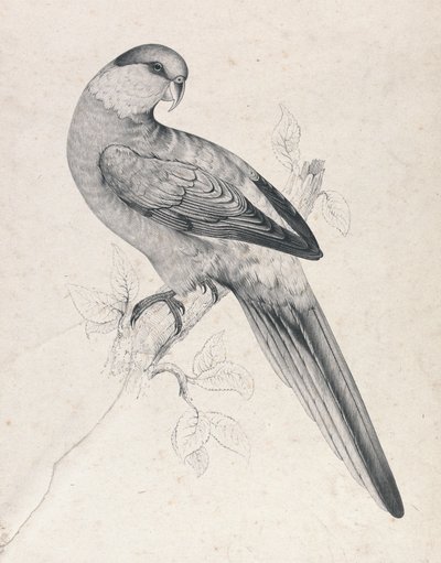 Rotkappensittich, Männchen (Tafel 21) von Edward Lear