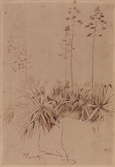Reggio von Edward Lear