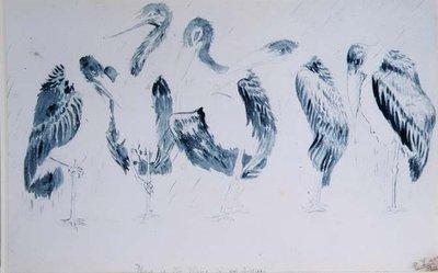 Studien von Störchen von Edward Lear