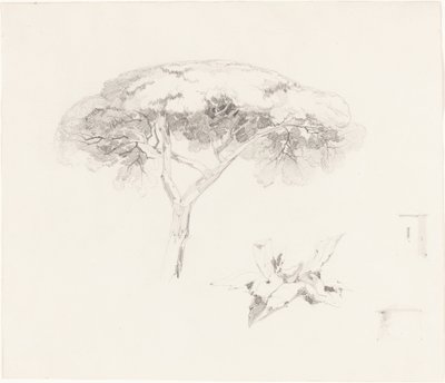 Schirmkiefer und andere Studien von Edward Lear