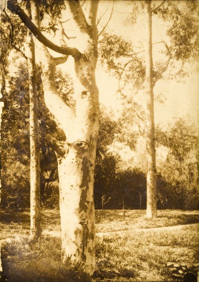 Auf dem Bauernhof, Seattle, Washington von Edward Sheriff Curtis
