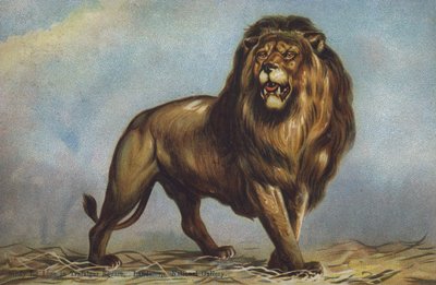Studie für Löwe auf dem Trafalgar Square von Landseer, National Gallery, London von Edwin (after) Landseer