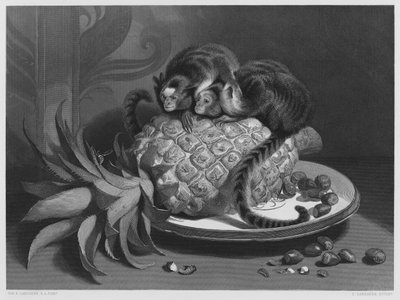Die Marmozetten, nach dem Bild in der Königlichen Sammlung von Edwin (after) Landseer