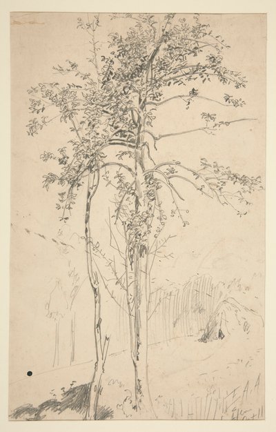 Studie von zwei Bäumen von Edwin Austin Abbey