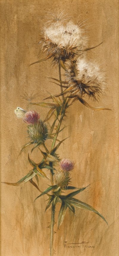 Schmetterling auf Distelköpfen von Edwin John Alexander