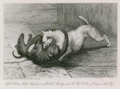 Kampf zwischen Jacco Macacco, einem berühmten Affen, und Mr. Thomas Cubb